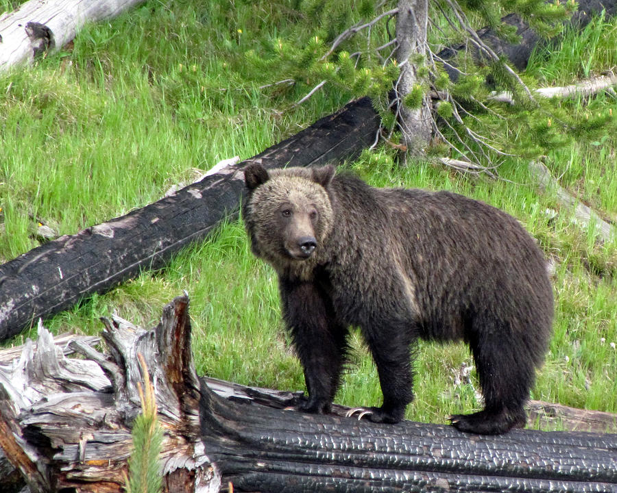 Yellowstone Grizzlies 2 Photograph by George Jones