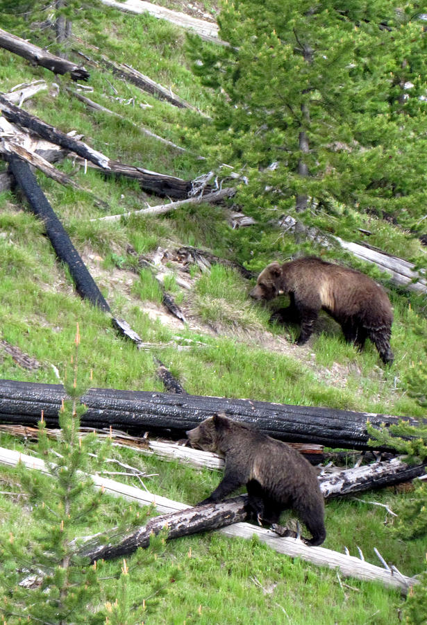 Yellowstone Grizzlies 4 Photograph by George Jones