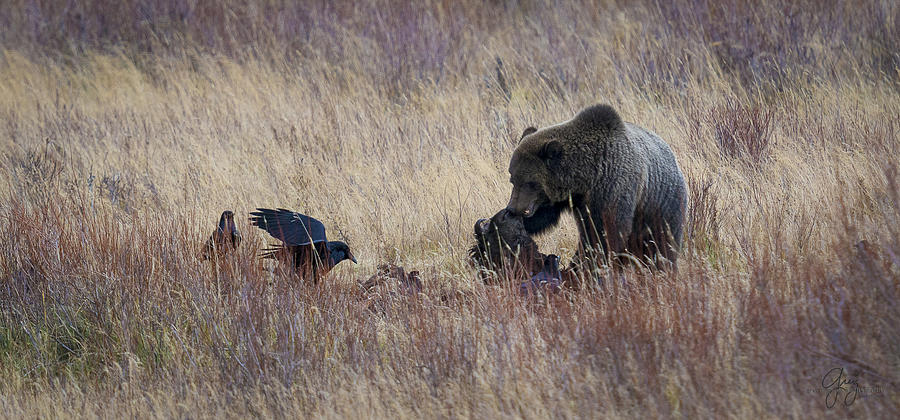 Yellowstone Grizzly Feeding On Bison Carcass 1 Photograph By Greig Huggins Fine Art America