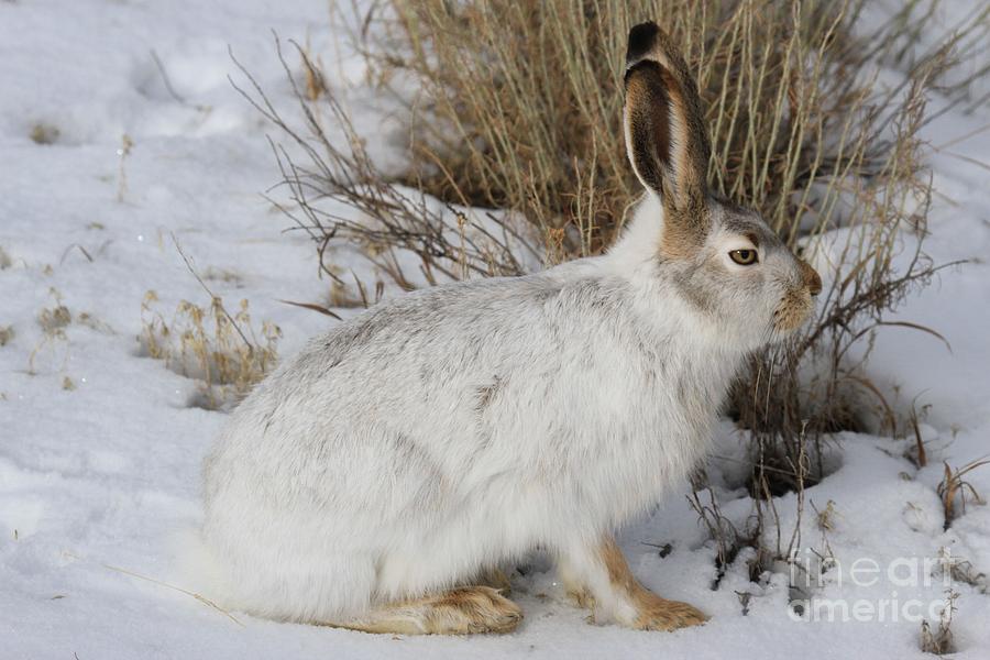 Yellowstone Jack Rabbit Photograph by Adam Jewell