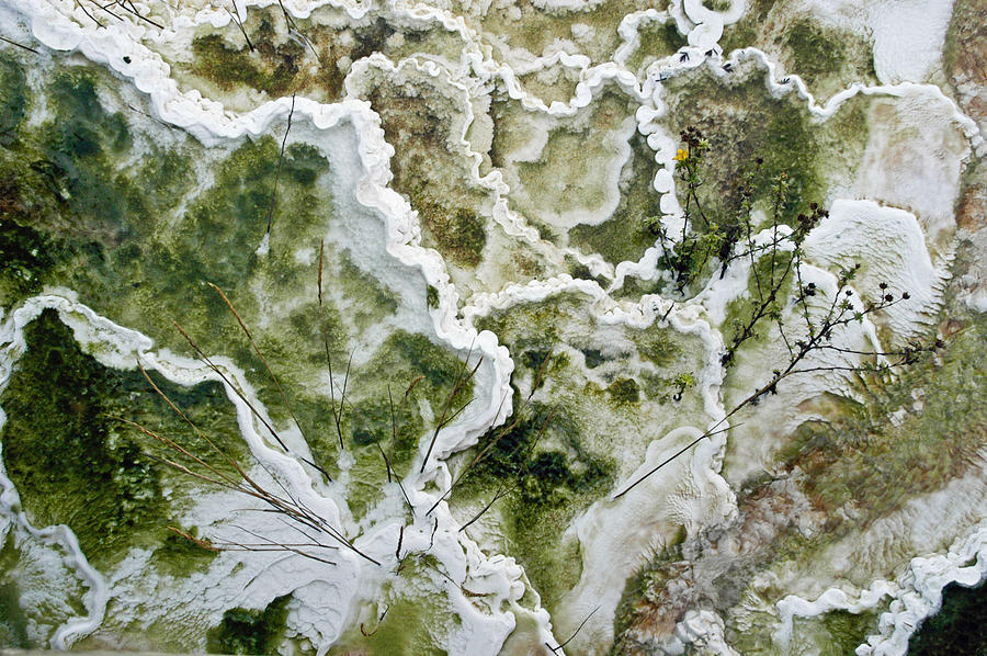 Yellowstone Lace Photograph by Geraldine Alexander