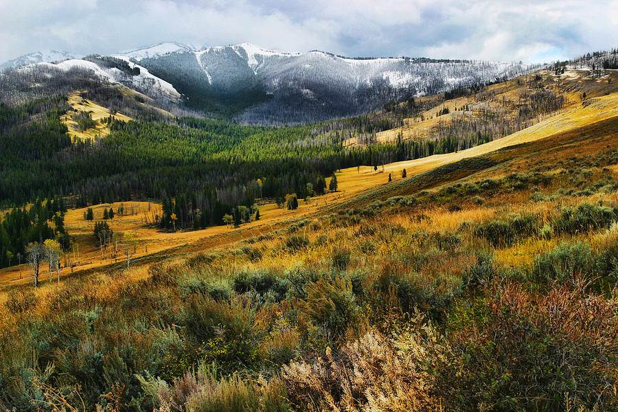 Yellowstone landscape Photograph by Clare VanderVeen