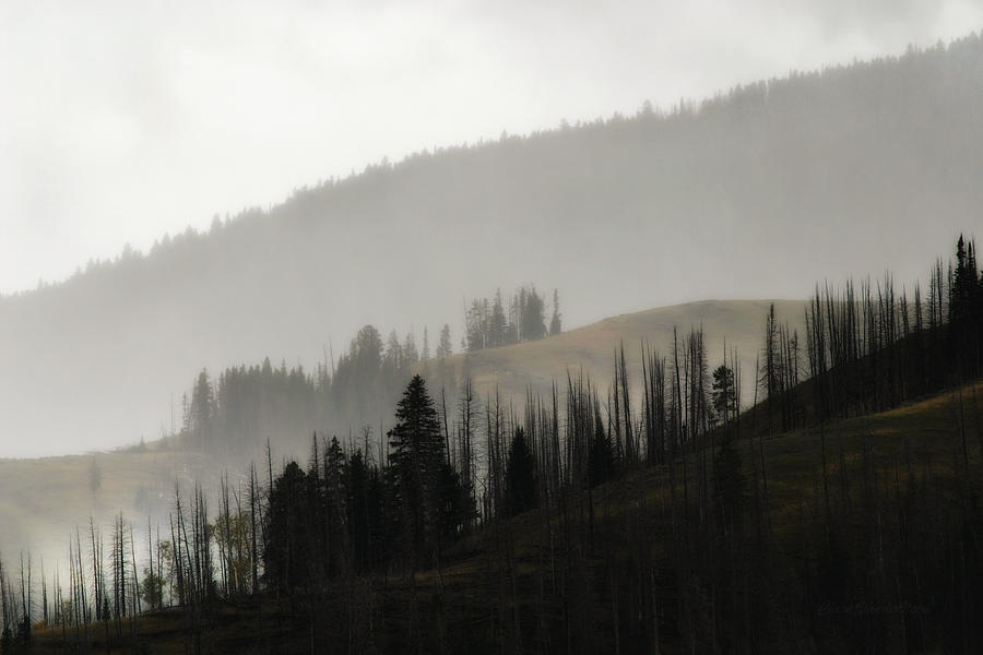Yellowstone Layers in Fog Photograph by Clare VanderVeen