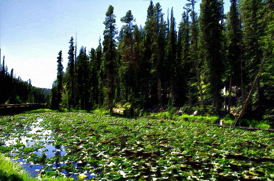 Yellowstone Lily Pads  Photograph by Spencer Hughes
