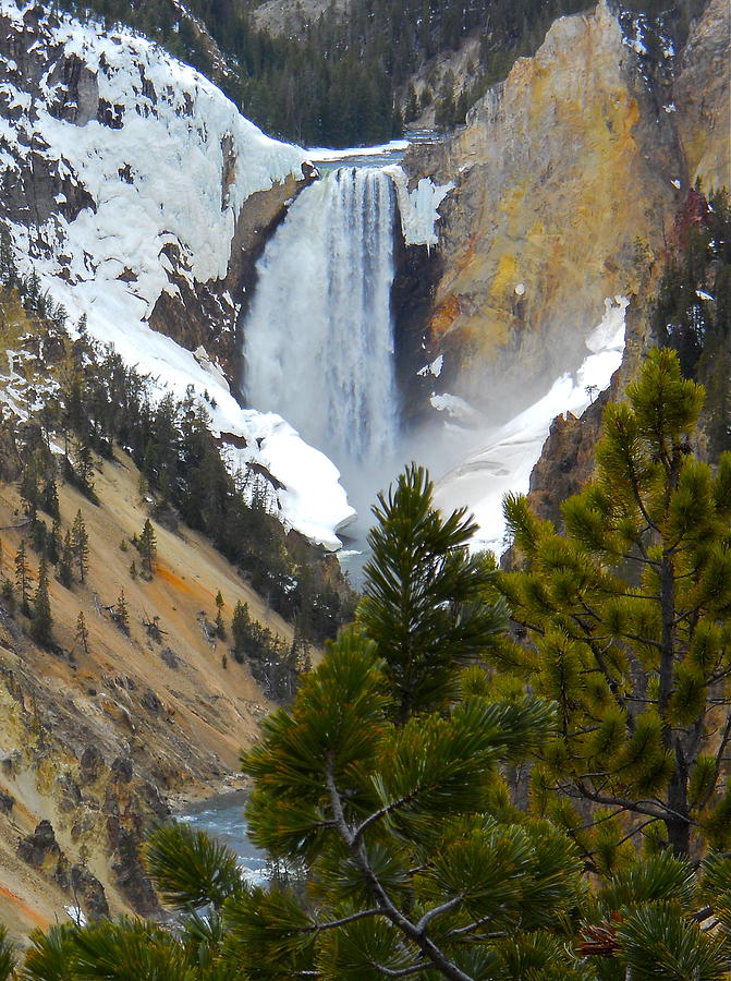 Yellowstone Lower Falls in Spring Photograph by Michele Myers