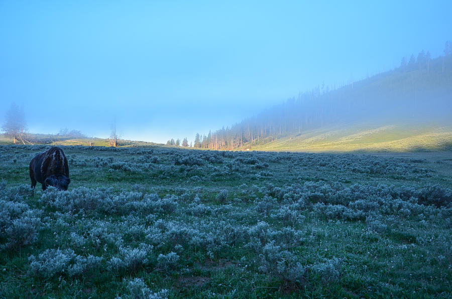 Yellowstone Morning Photograph by Gales Of November
