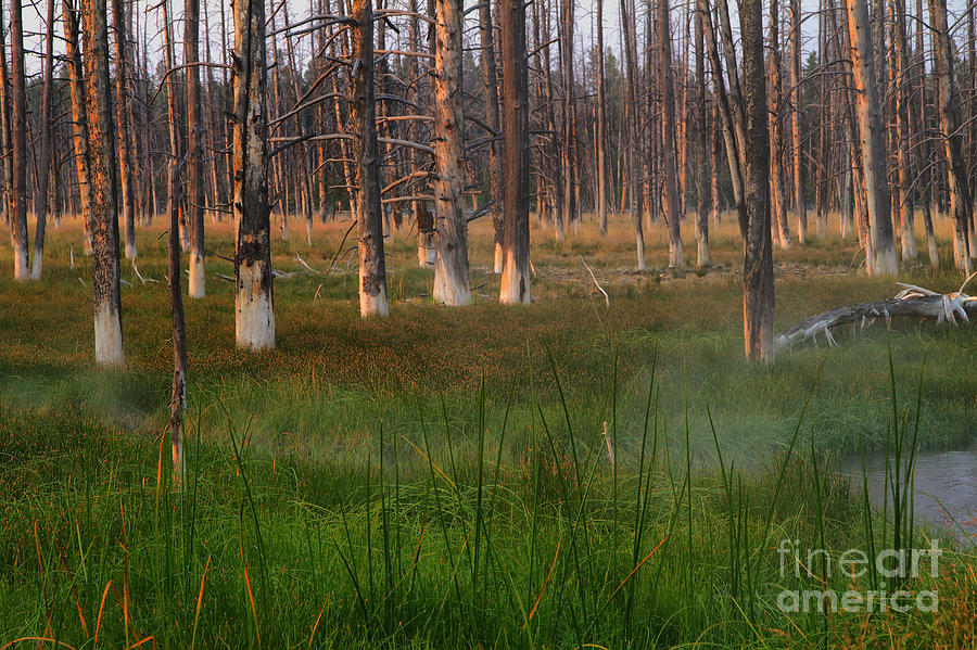 Yellowstone National Park Photograph - Yellowstone Mysterious Morning by Teresa Zieba