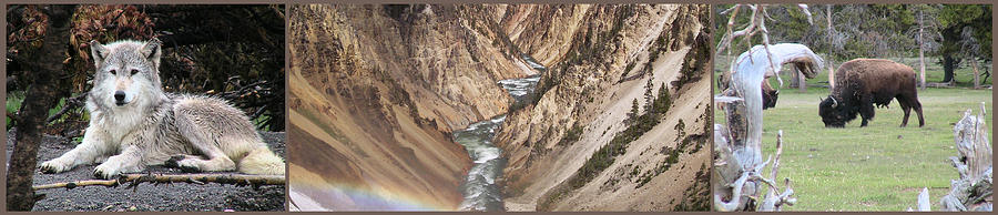 Yellowstone National Park Photograph - Yellowstone National Park Montana  3 Panel Composite by Thomas Woolworth