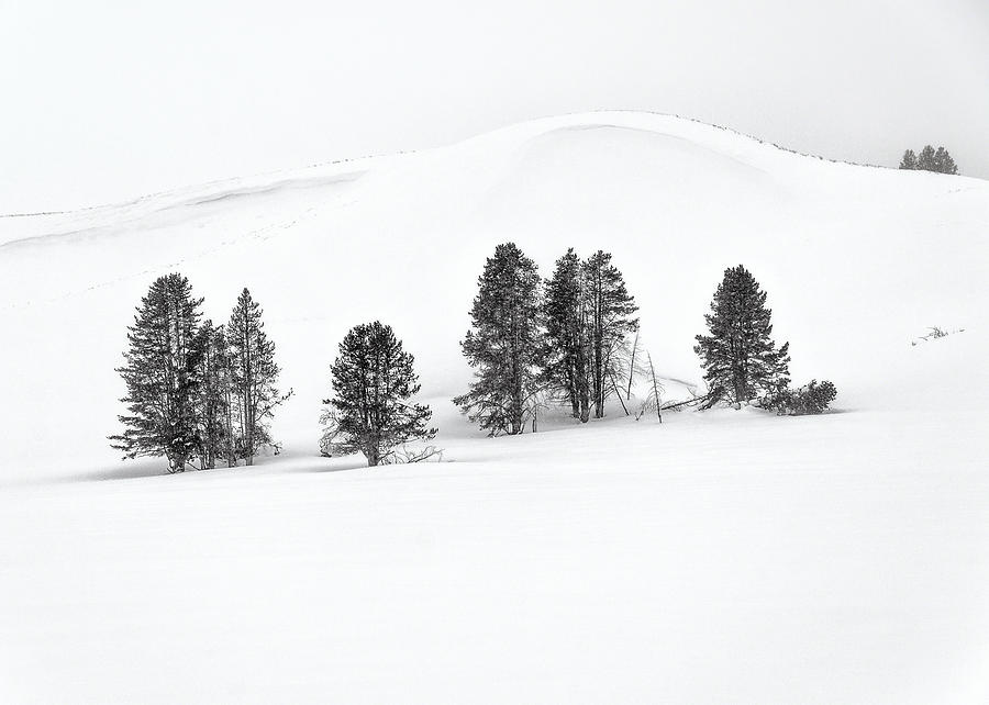 Yellowstone National Park Winter Landscape Photograph by Alan Toepfer