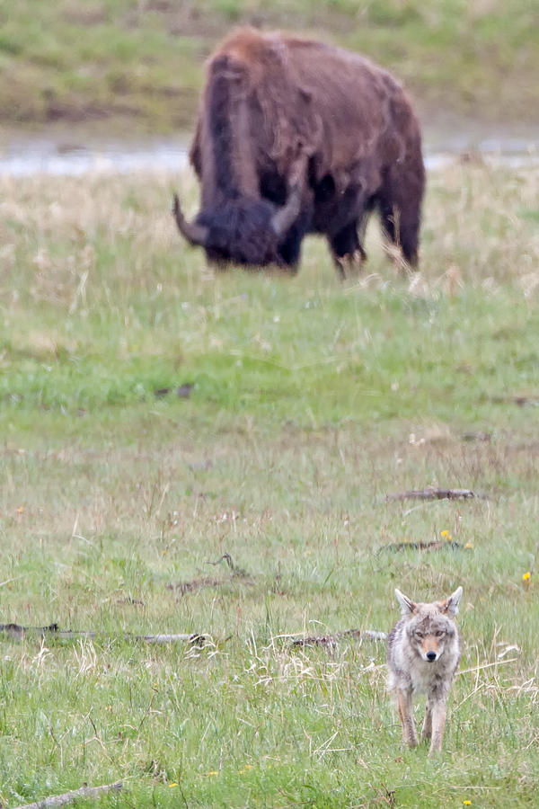 Yellowstone Prairie Photograph by Natural Focal Point Photography