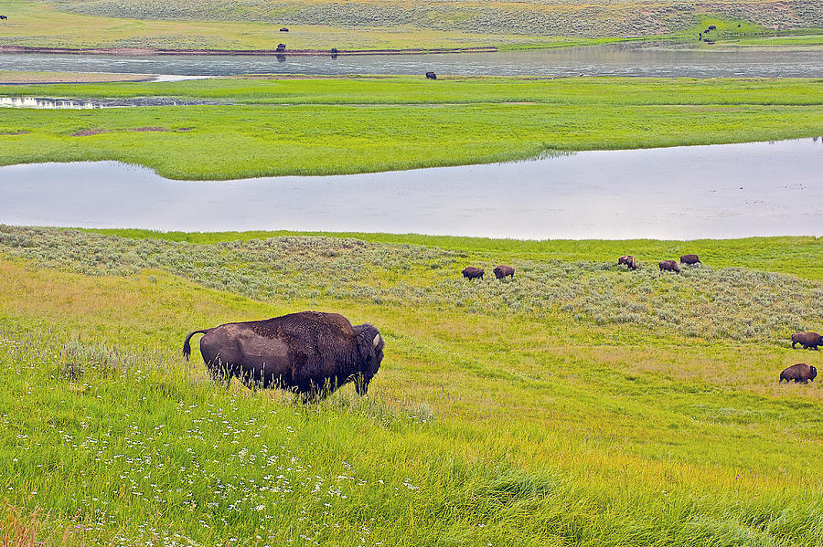 Yellowstone River and Bison  in Hayden Valley in Yellowstone National Park-Wyoming Photograph by Ruth Hager