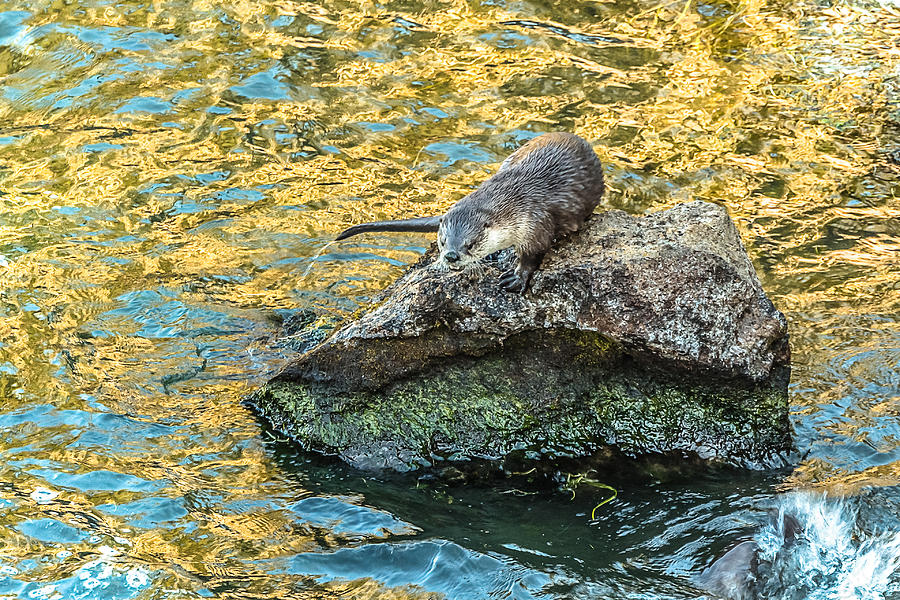 Yellowstone River Otter At Sunset Photograph by Yeates Photography