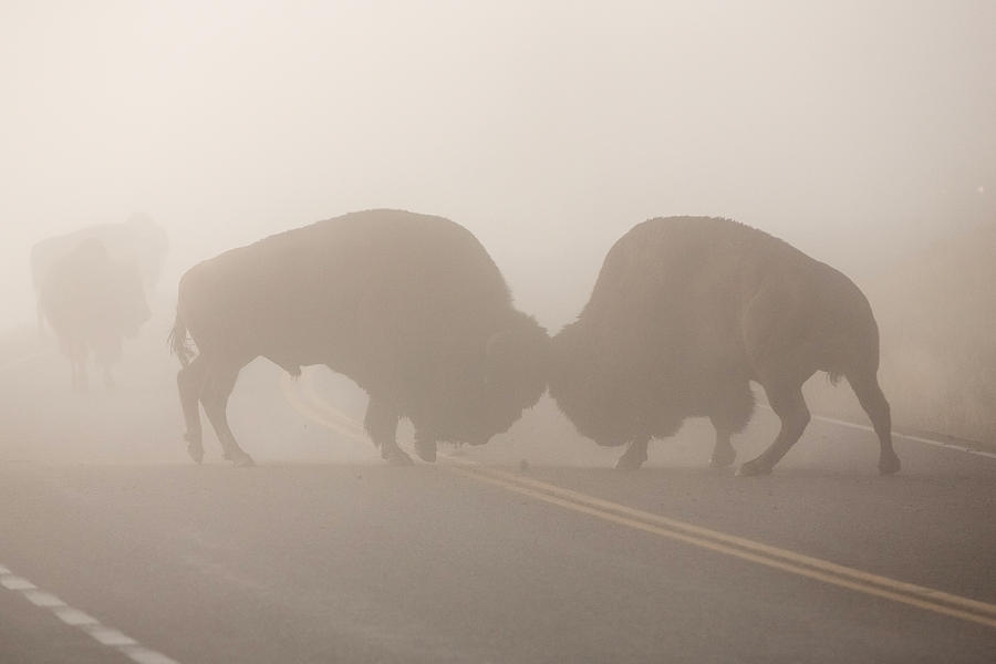 Yellowstone Roadblock Photograph by Sandy Sisti