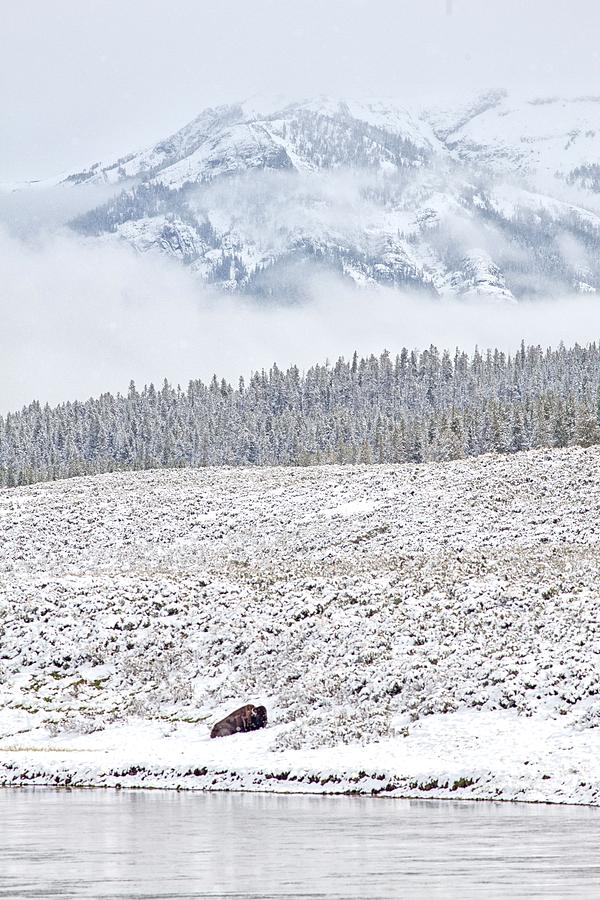 Yellowstone Spring Snowstorm Photograph by Natural Focal Point Photography