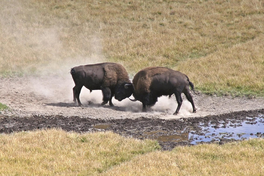 Yellowstone Turf War Photograph by Wes and Dotty Weber