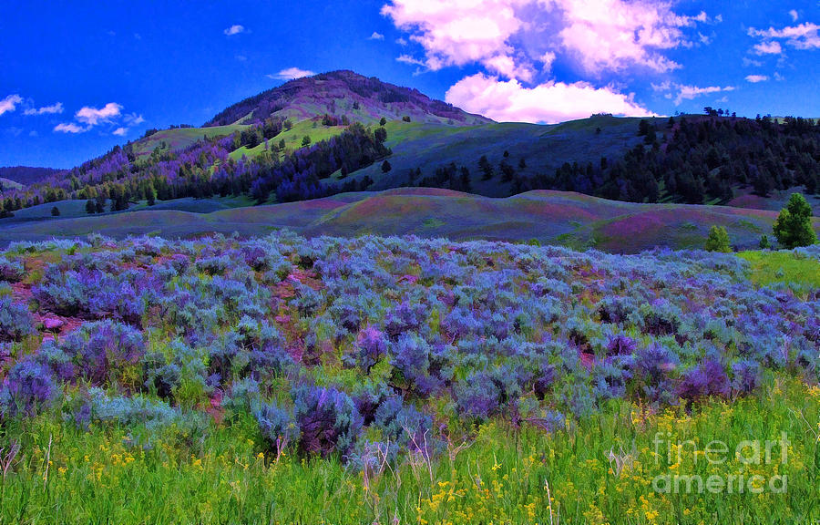 Yellowstone Wildflowers 1 Photograph by Allen Beatty