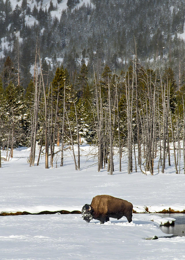 Yellowstone Winter Photograph by Alan Toepfer