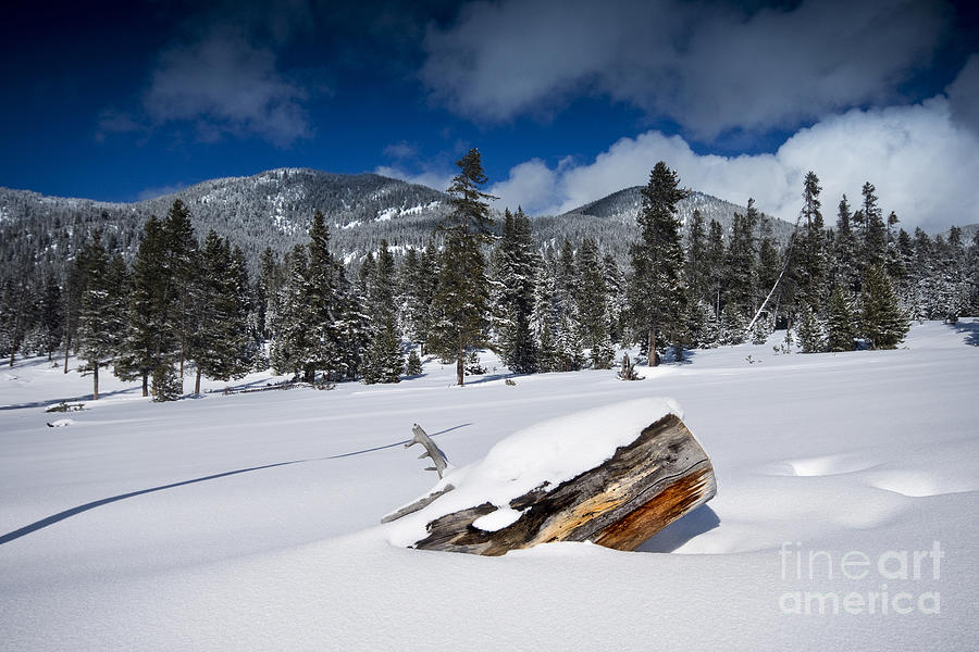 Yellowstone Winter Photograph by David Lichtneker