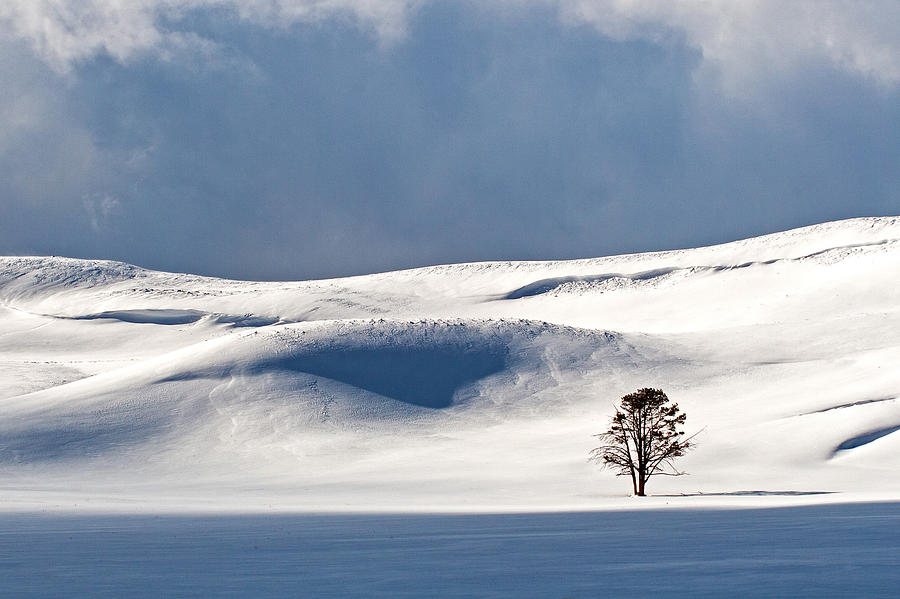 Yellowstone Winter Photograph by Doug Davidson