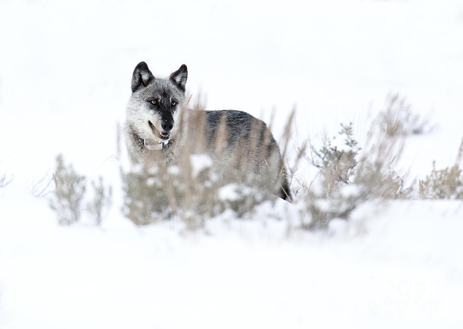 Yellowstone Wolf Photograph by Deby Dixon