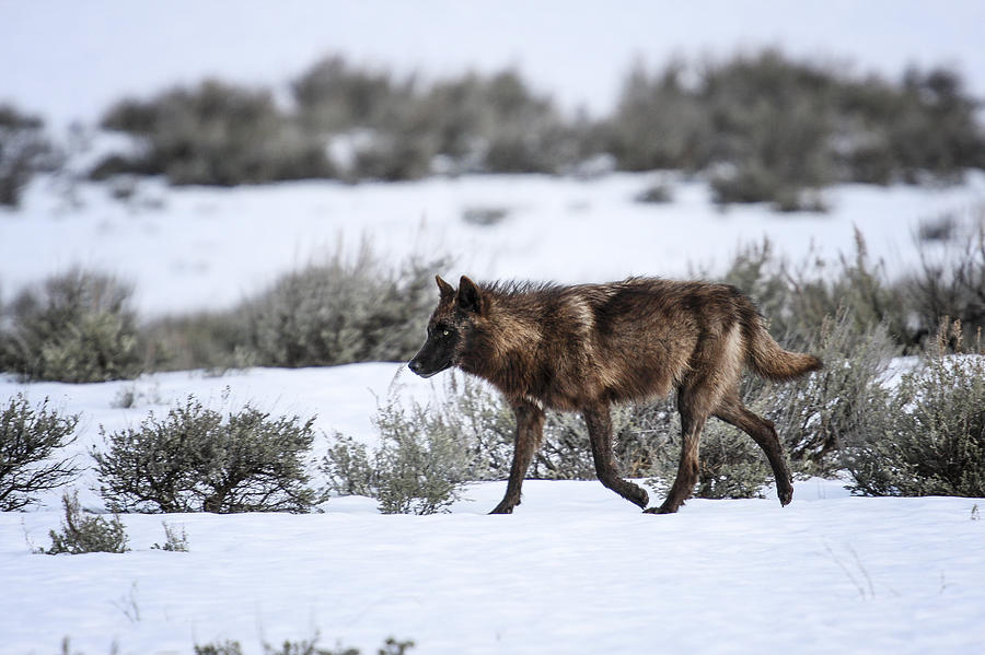 Yellowstone Wolf Photograph by Gary Hall