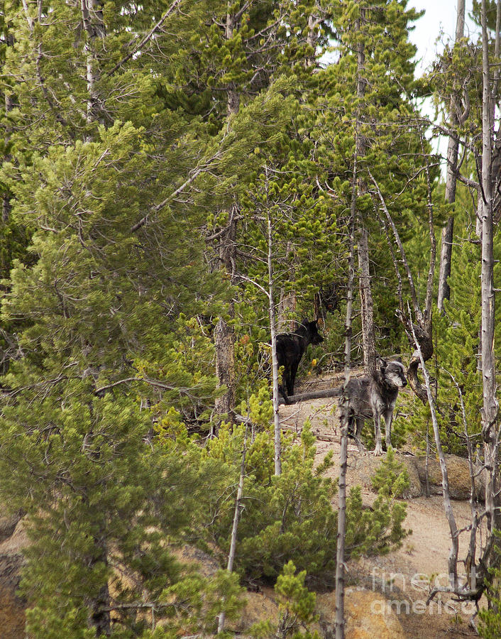 Yellowstone Wolves Photograph by Belinda Greb
