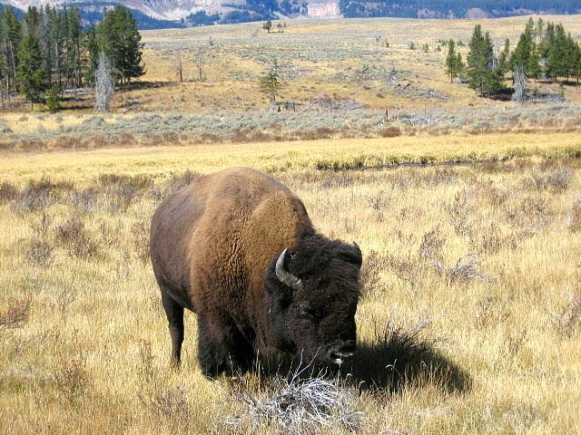 Yellowstones Big Buffalo Photograph by Kristina Deane