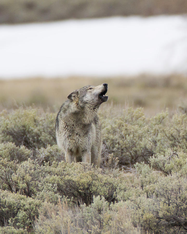Yellowstones Big Gray Howling in the Sage Photograph by Gerry Sibell