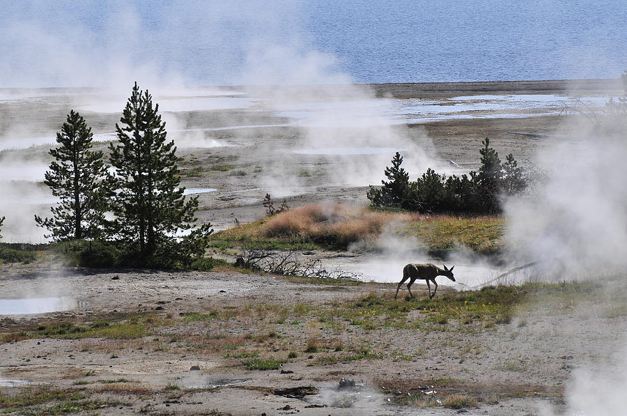 Yellowstones Deer at West Thumb Geyser Photograph by Ginger Wakem
