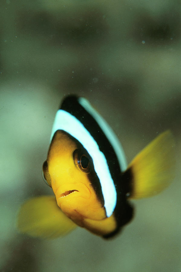 Yellowtail Anemonefish Photograph by Matthew Oldfield/science Photo ...