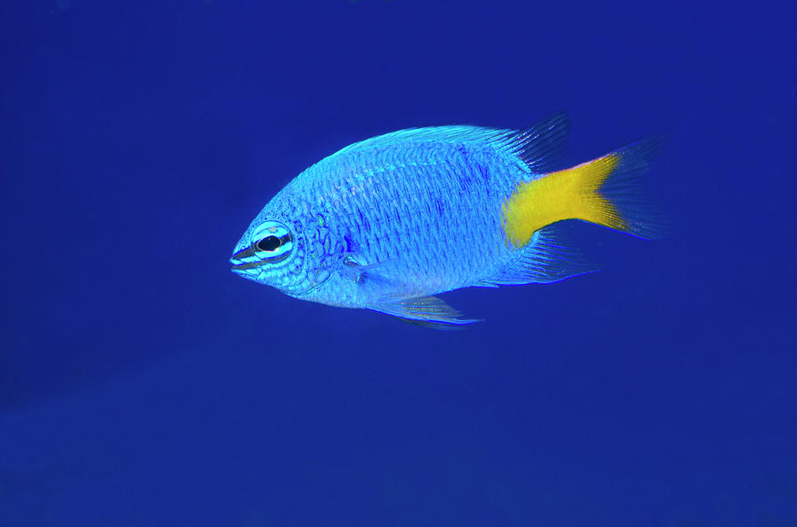 Yellowtail Damselfish by Science Photo Library