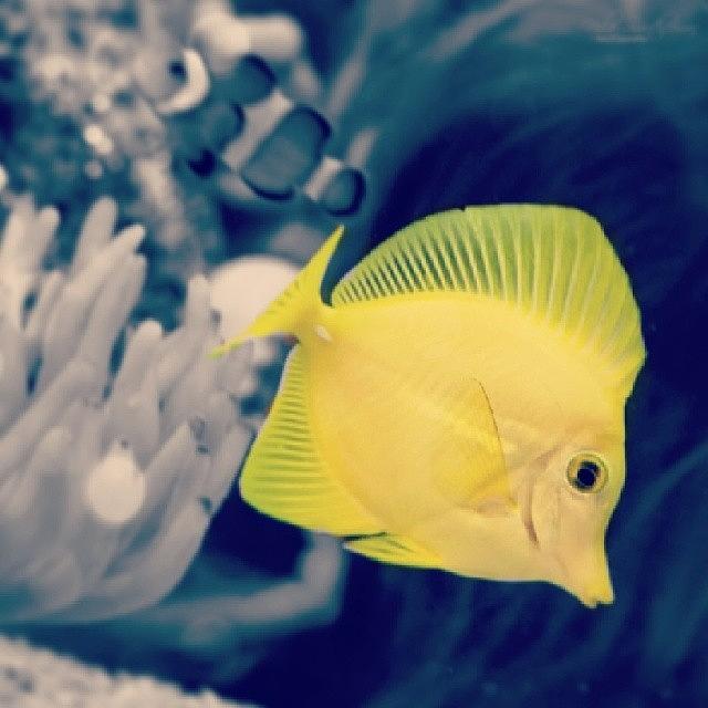 Fish Photograph - #yellowtang #ripleysaquarium #aquarium by Nila Sivatheesan