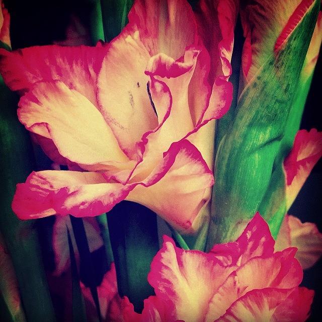 Flower Photograph - Yep! Bought Myself #flowers Today! by Greta Olivas