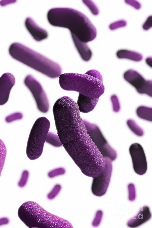 Pathogenic Bacteria Photograph - Yersinia Pestis Black Plague by Science Picture Co
