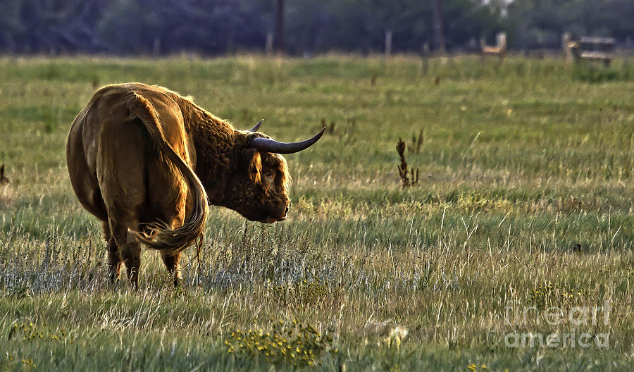 Yes Bull Photograph by Jan Killian