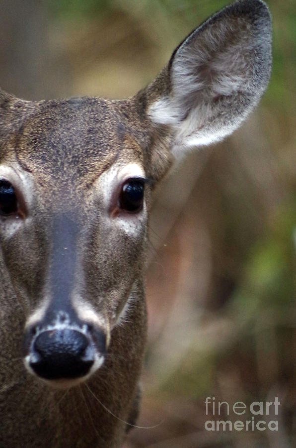 Deer Photograph - Yes Deer by Maureen Kyle