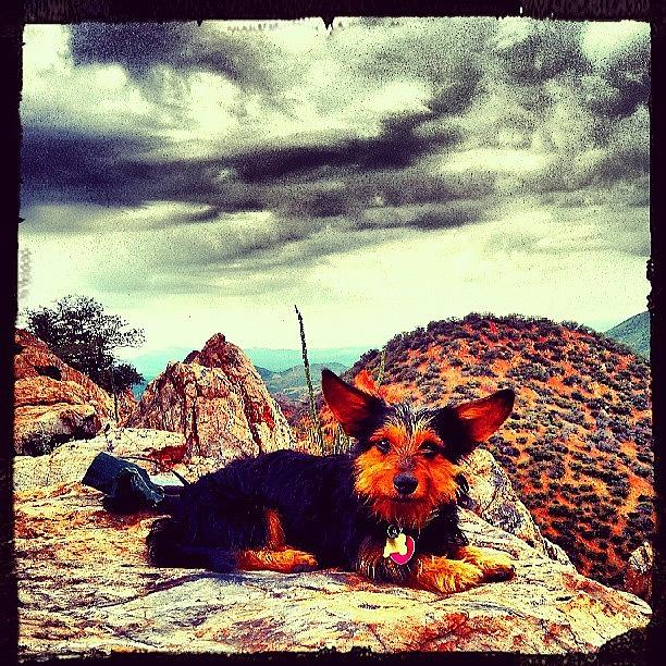 Nature Photograph - Yes! Hes #smiling #hikingbuddy by Ana Borrajo