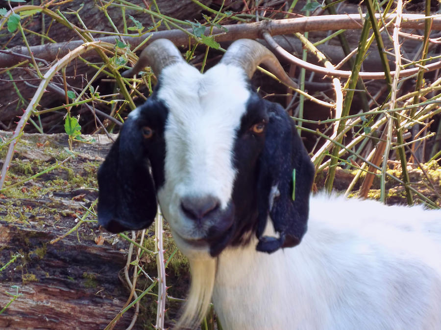 Yes I am a Goat  Photograph by Cathy Anderson
