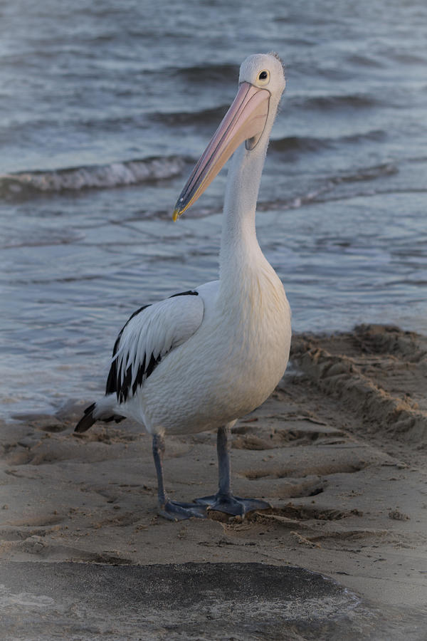 yes i am a Pelican Photograph