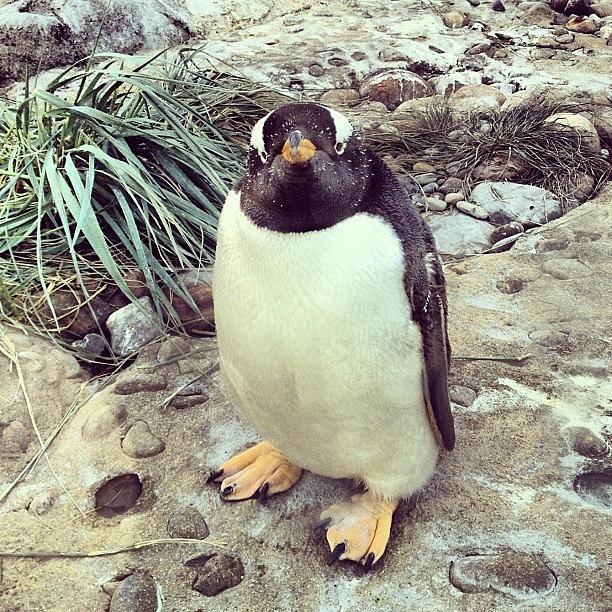 Penguin Photograph - Yes, Im A #penguin, Yes Im Adorable by Robyn Chell