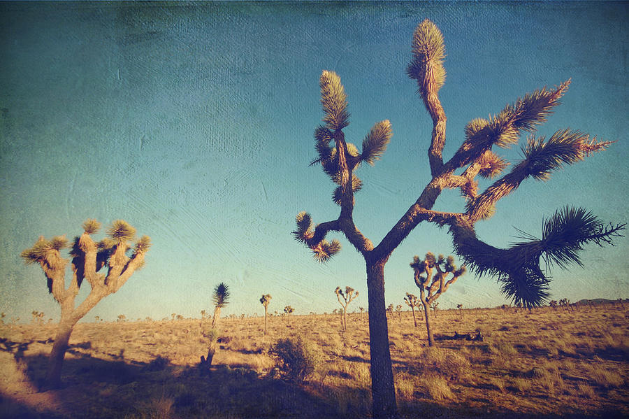Joshua Tree National Park Photograph - Yes Im Still Running by Laurie Search
