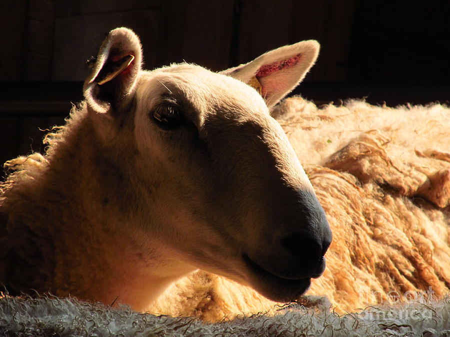 Sheep Photograph - Yes You Are by Tina M Wenger