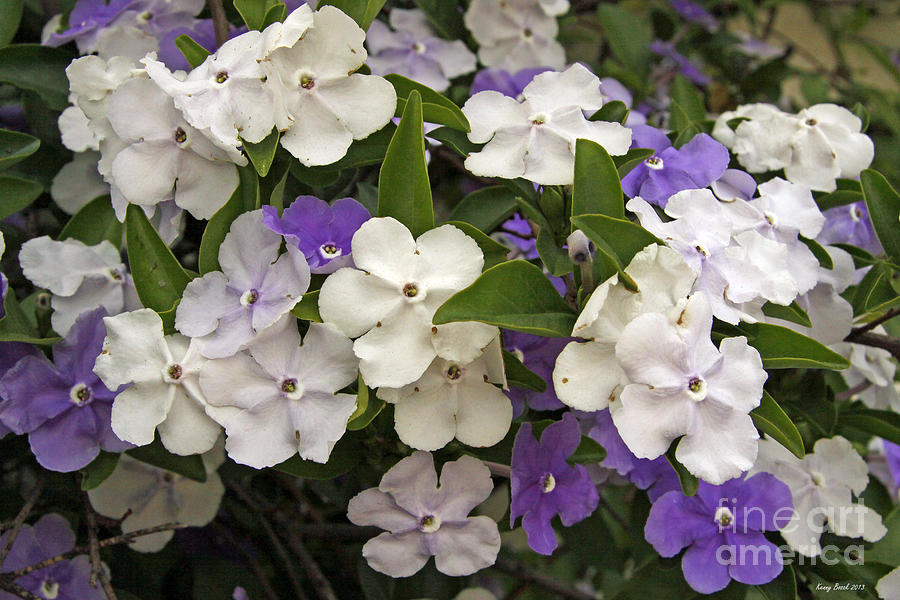 Yesterday Today Tomorrow Flowers Photograph by Kenny Bosak | Fine Art ...