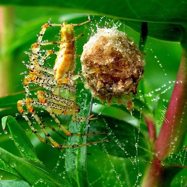 Spider Photograph - Yesterdays Dew Dewy Spider Egg by Cynthia Post