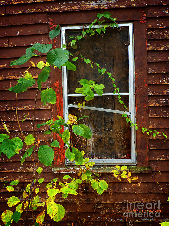 Yesteryear Window Vines Photograph by Dee Flouton