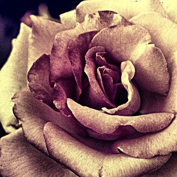 Nature Photograph - Yet Another Rose. #rose #flower by Dalan Swenson