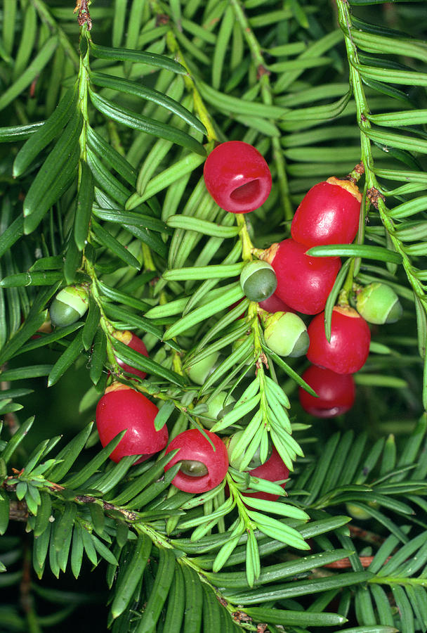 Yew Tree Berries Photograph by Dr Jeremy Burgess/science Photo Library