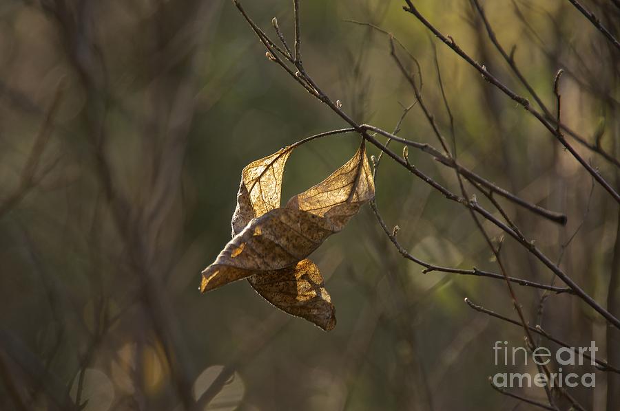 Yielding Photograph by Sean Griffin