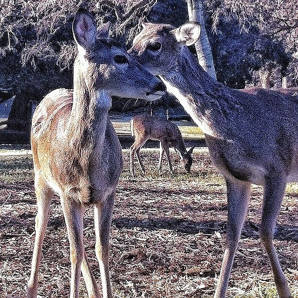 Yikes! Another Deer-in-the-hood Photo Photograph by Lisa Viator