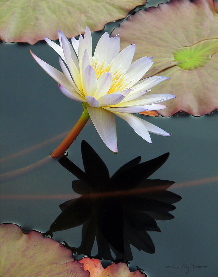 Yin and Yan of Water Lilies Photograph by Karen Casey-Smith